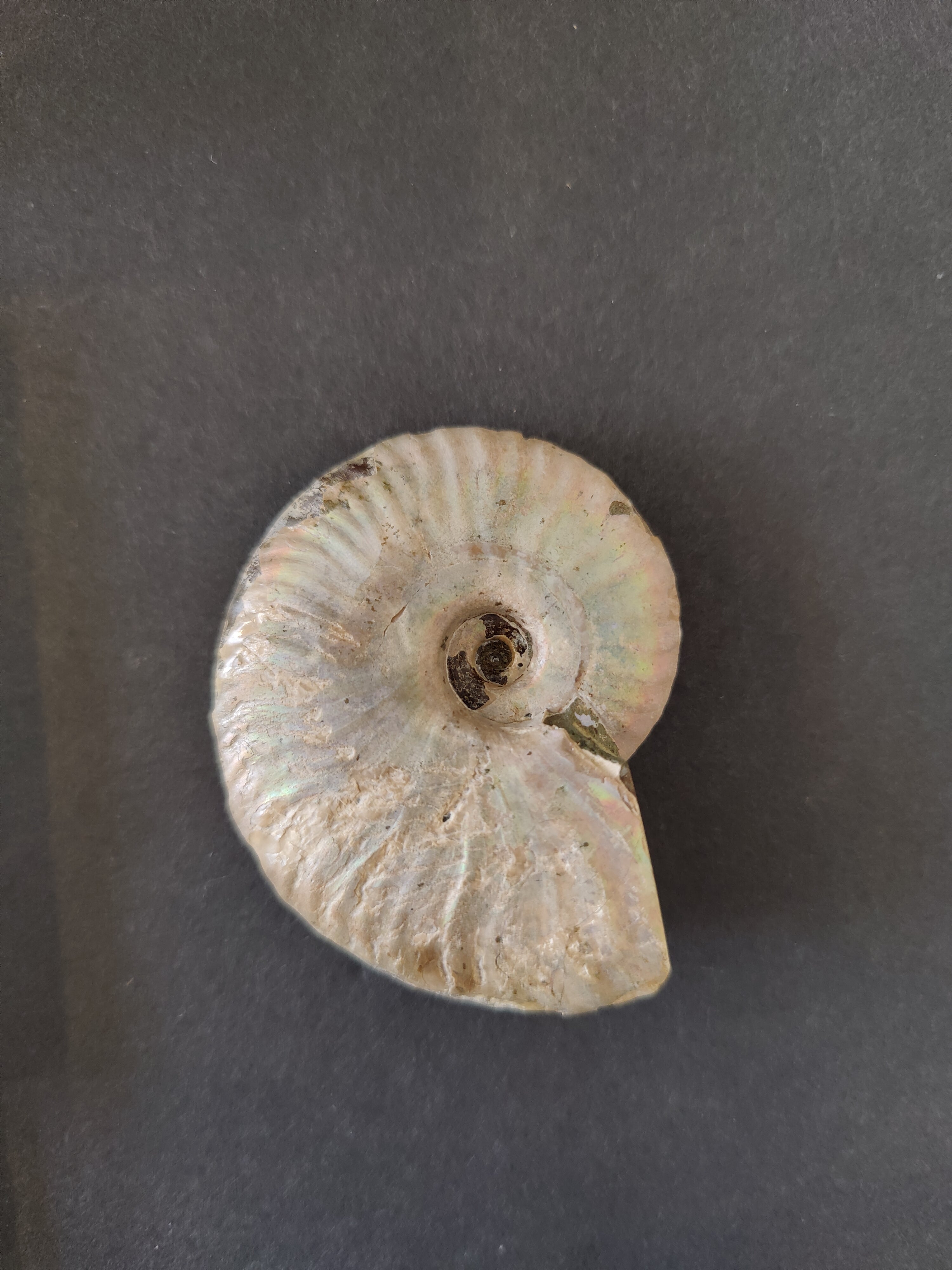 Polished Ammonite Fossil, Early Cretaceous, Madagascar by Rare Earth Gallery
