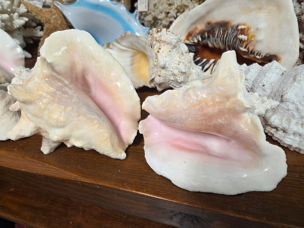 Pink Queen Conch Display Shell- Not Pierced (Strombus gigas)