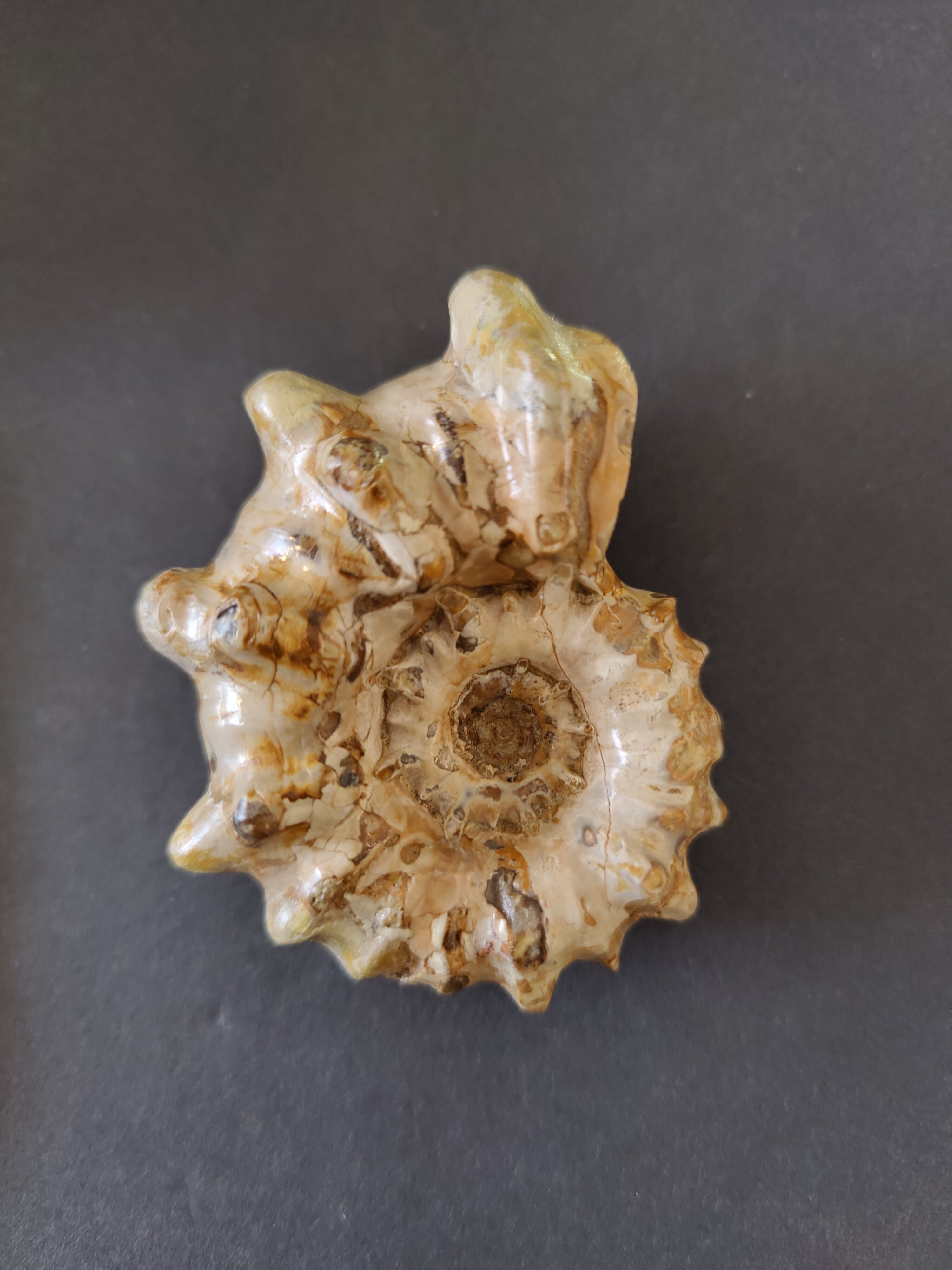 Polished Ammonite Fossil, Early Cretaceous, Madagascar by Rare Earth Gallery