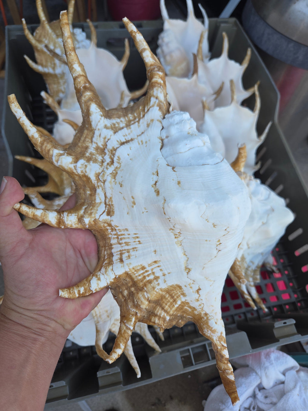 Large Lambis Truncata Giant Spider Conch Shell with Perio