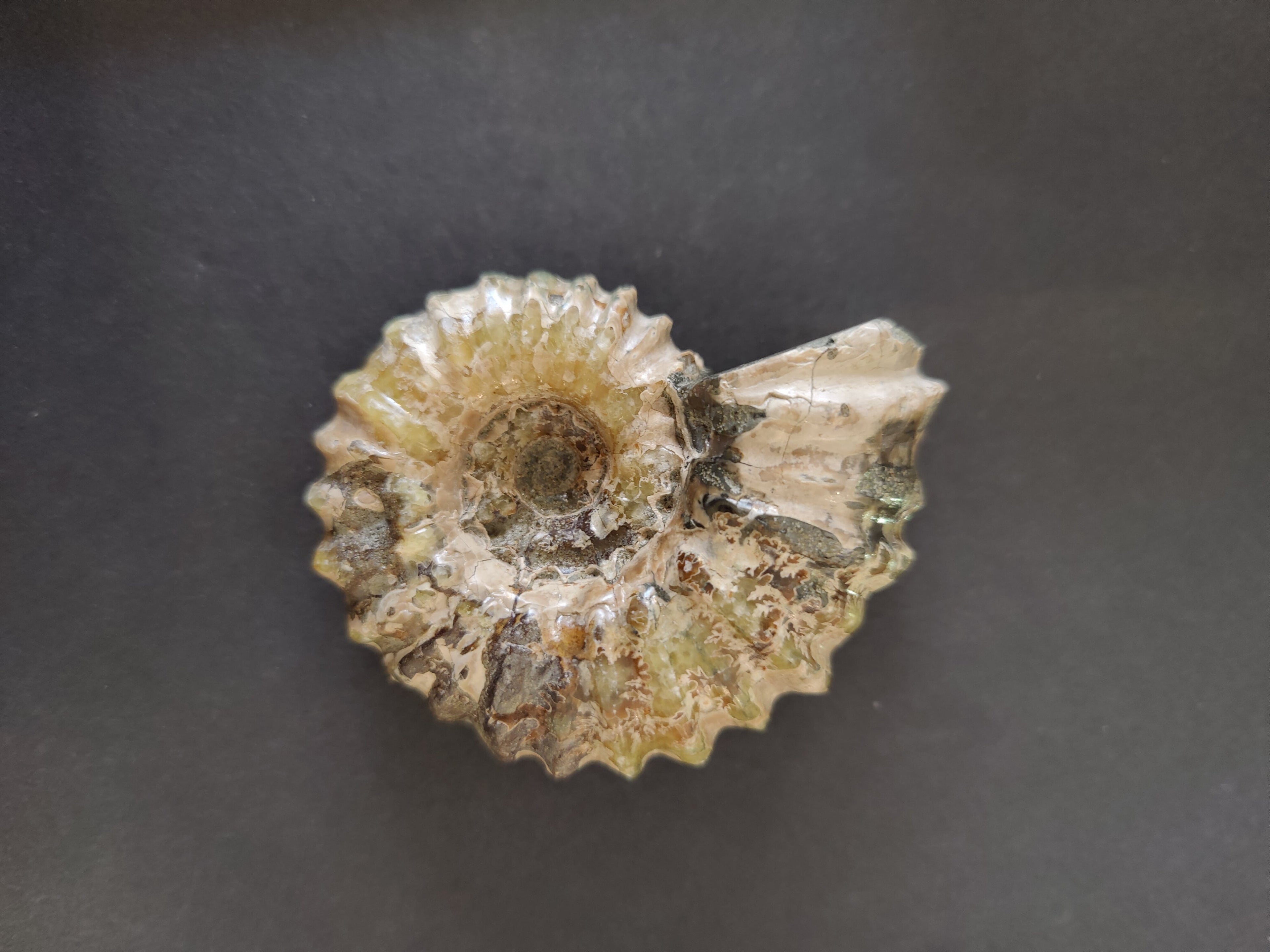 Polished Ammonite Fossil, Early Cretaceous, Madagascar by Rare Earth Gallery