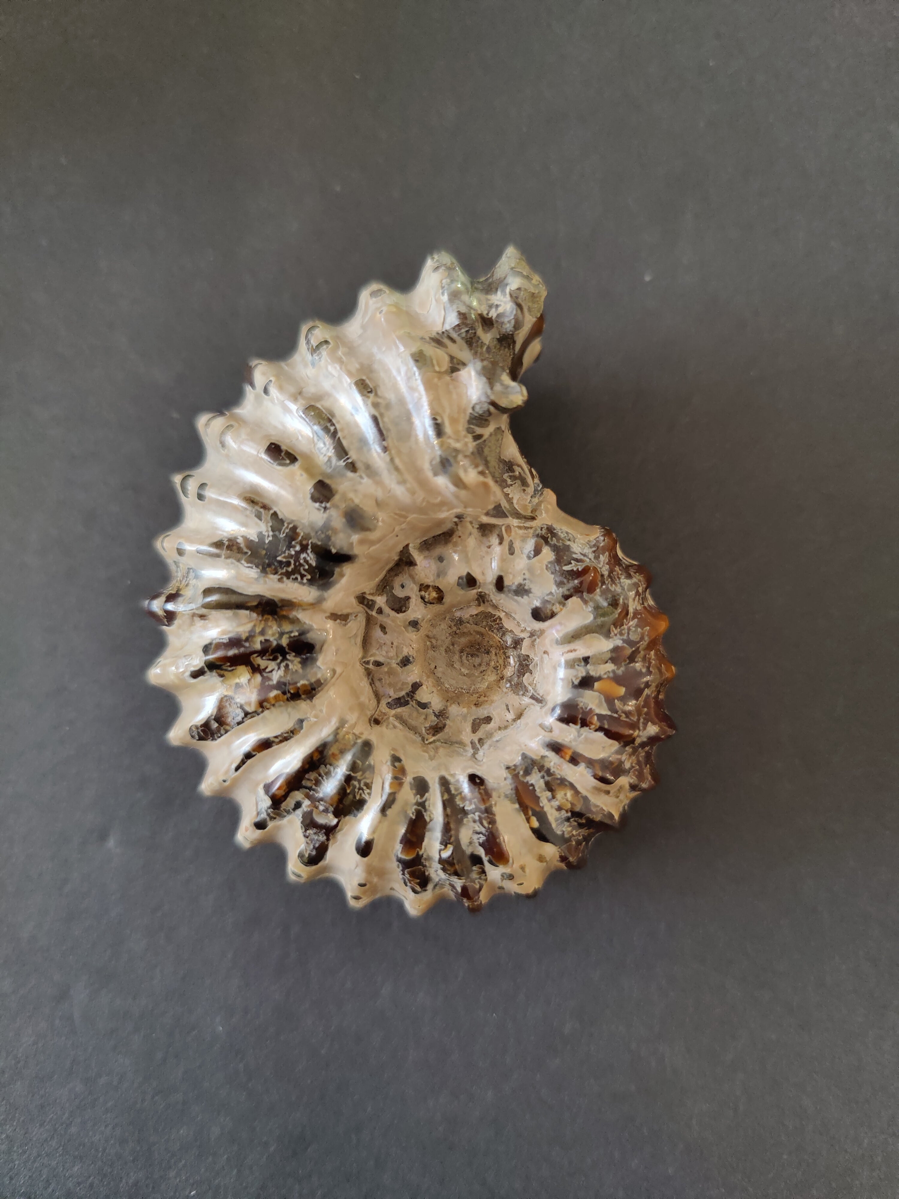 Polished Ammonite Fossil, Early Cretaceous, Madagascar by Rare Earth Gallery