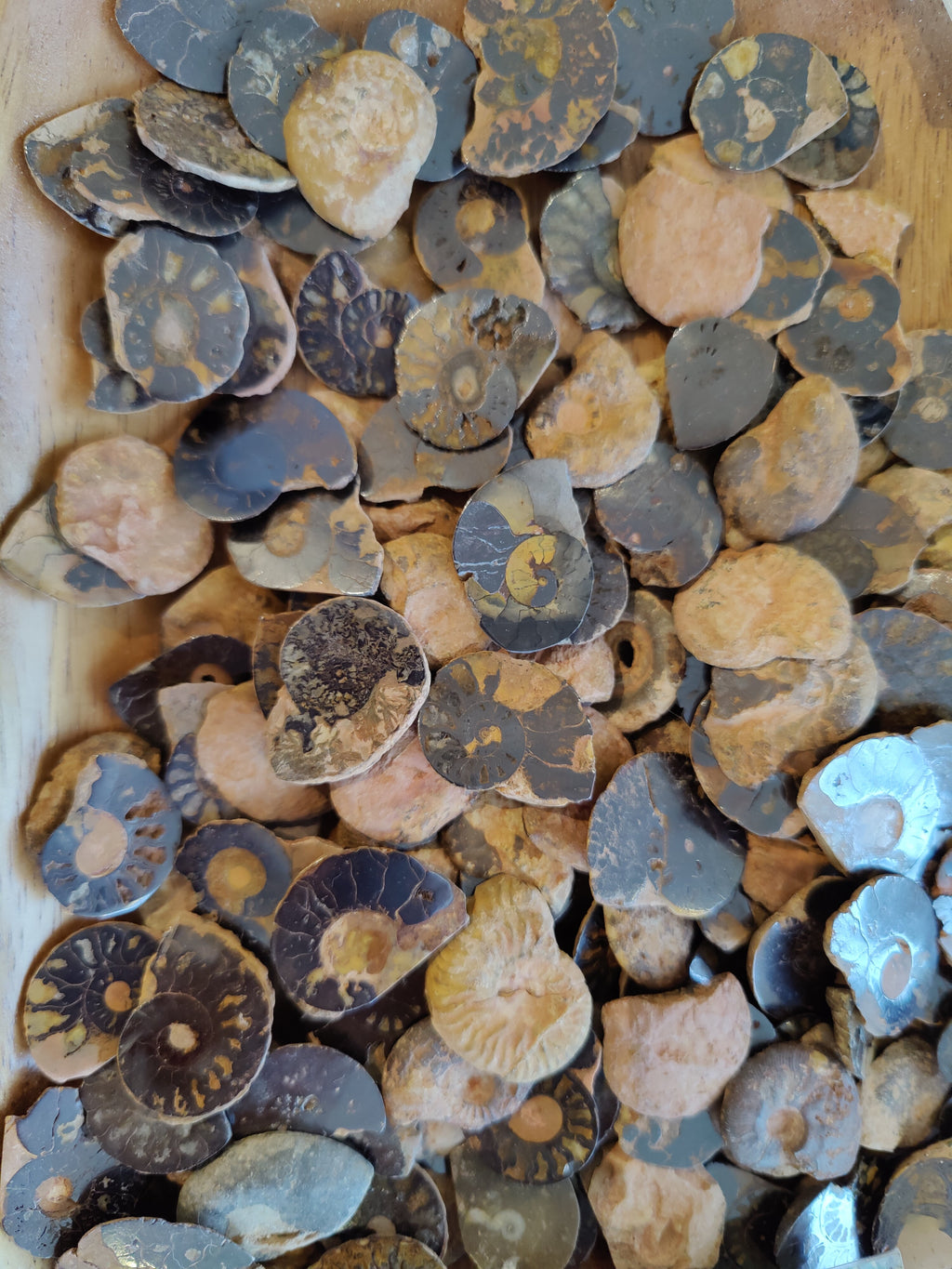 Polished Ammonite Slice by Rare Earth Gallery