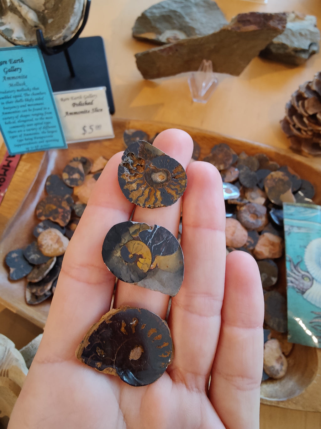 Polished Ammonite Slice by Rare Earth Gallery