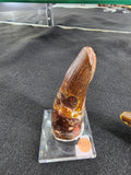 Spinosaurus Tooth (LG) by Rare Earth Gallery