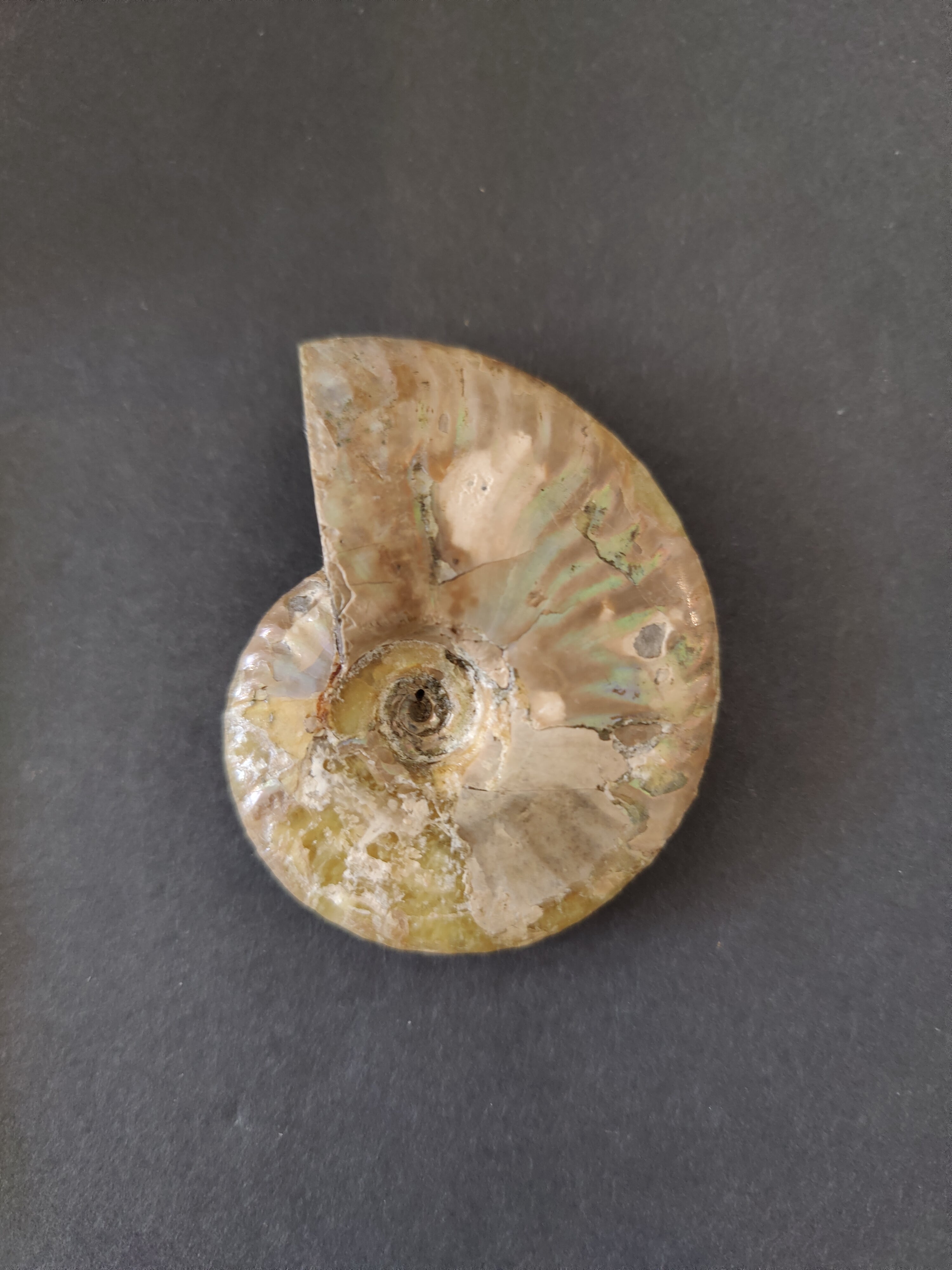 Polished Ammonite Fossil, Early Cretaceous, Madagascar by Rare Earth Gallery