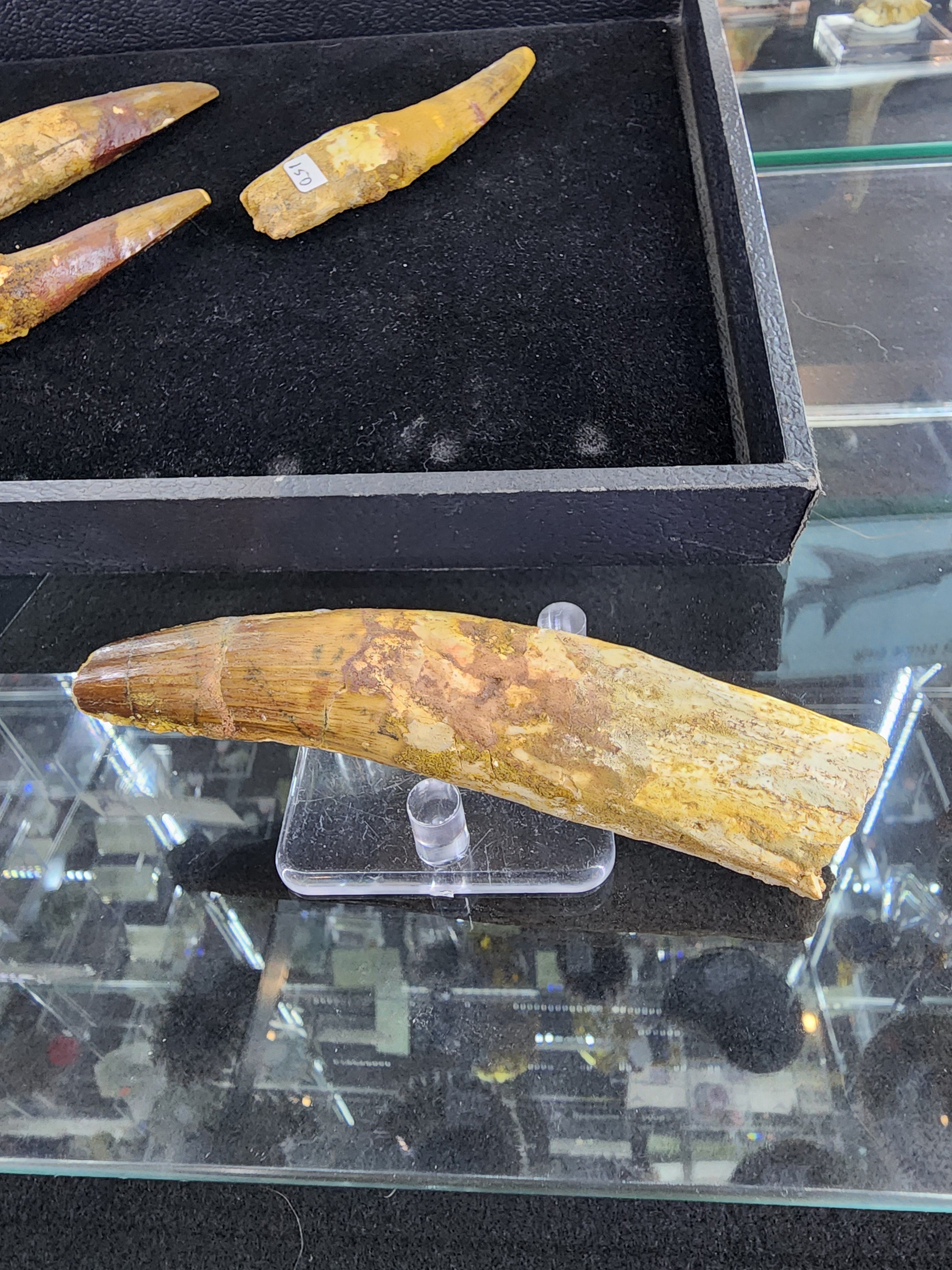 Spinosaurus Tooth (LG) by Rare Earth Gallery