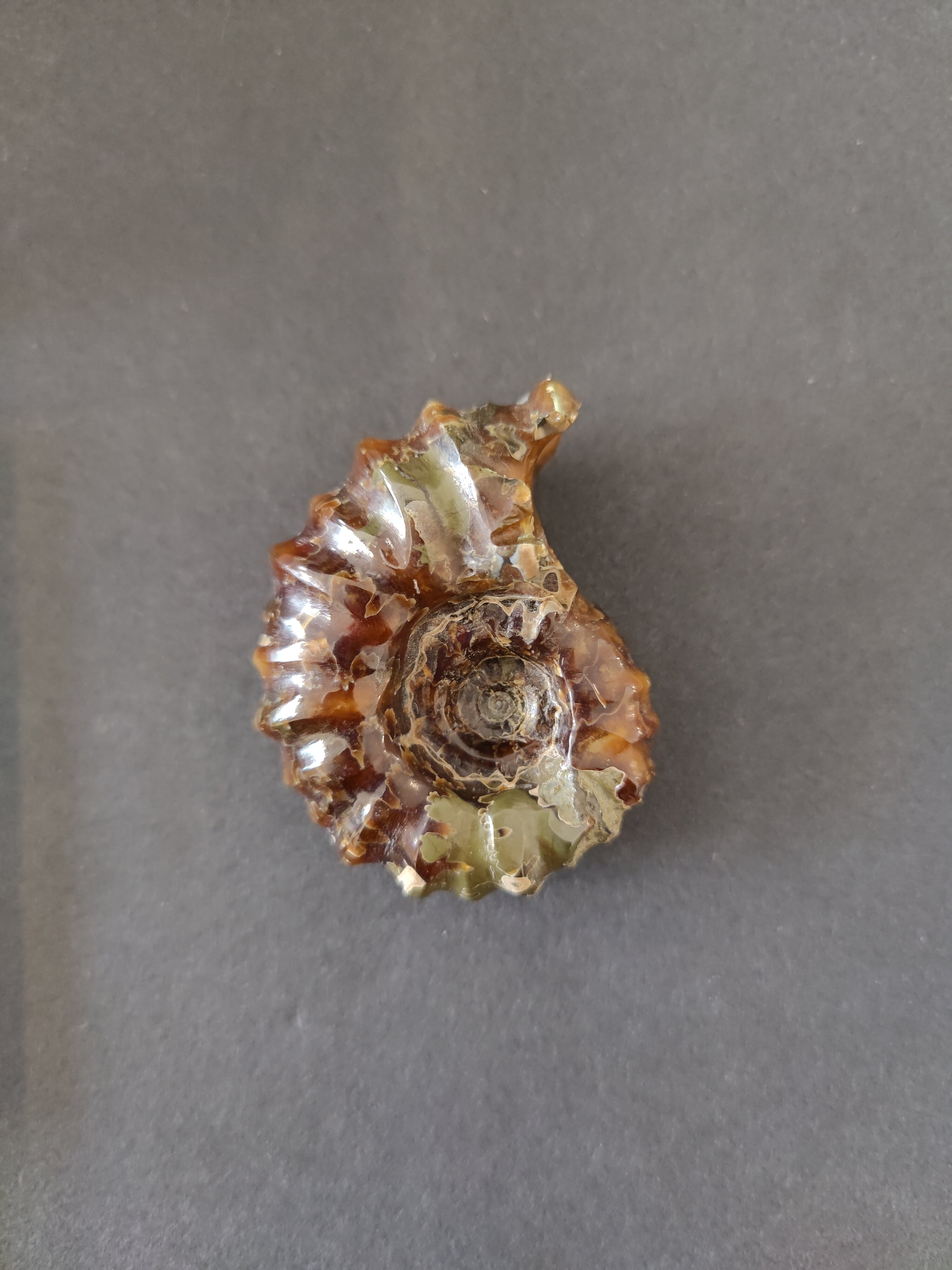 Polished Ammonite Fossil, Early Cretaceous, Madagascar by Rare Earth Gallery