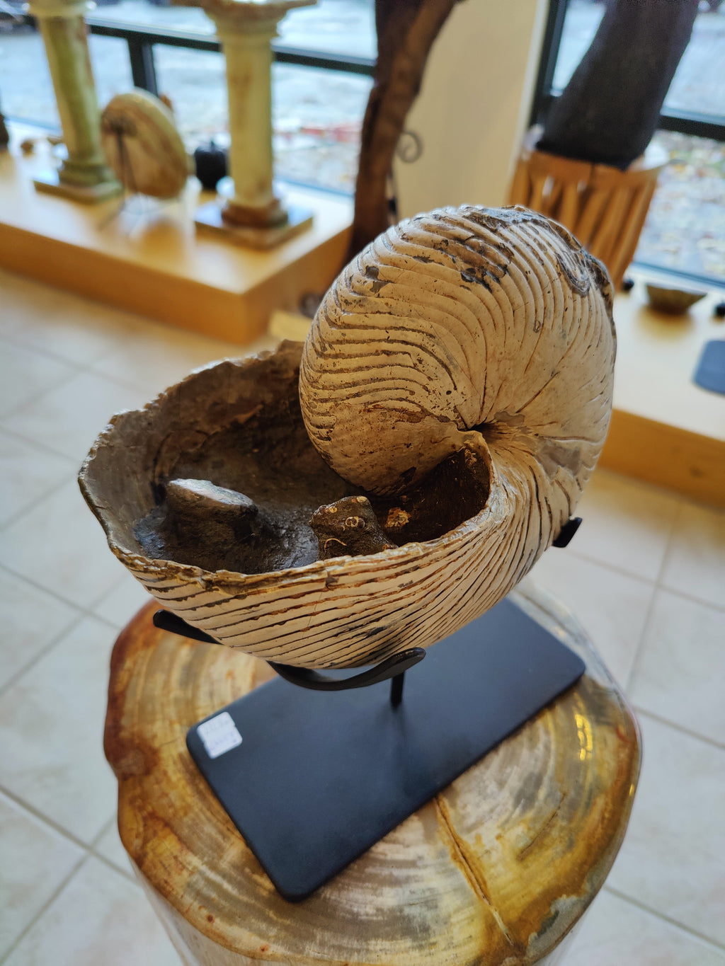 Nautiloid Fossil with Display Stand, Early Cretaceous, Madagascar by Rare Earth Gallery