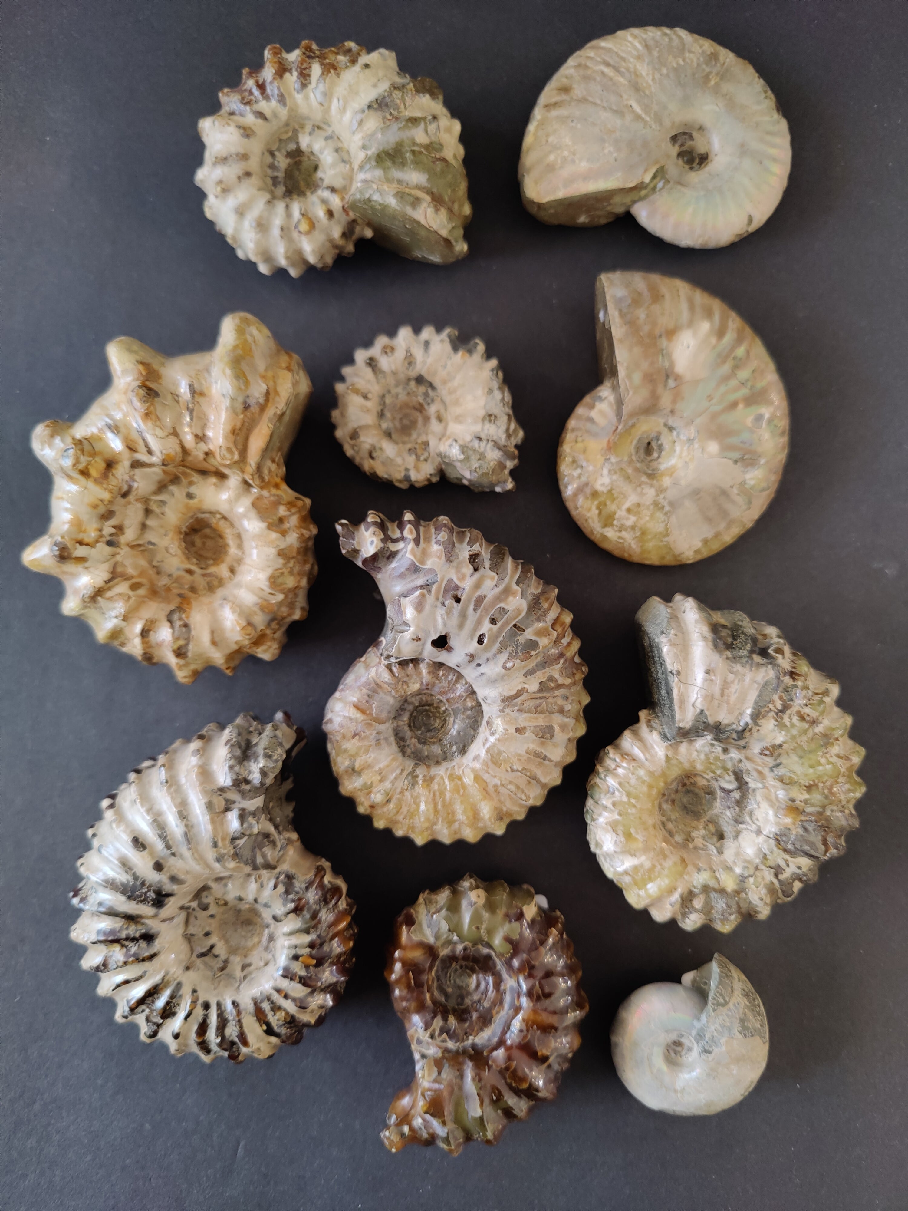 Polished Ammonite Fossil, Early Cretaceous, Madagascar by Rare Earth Gallery