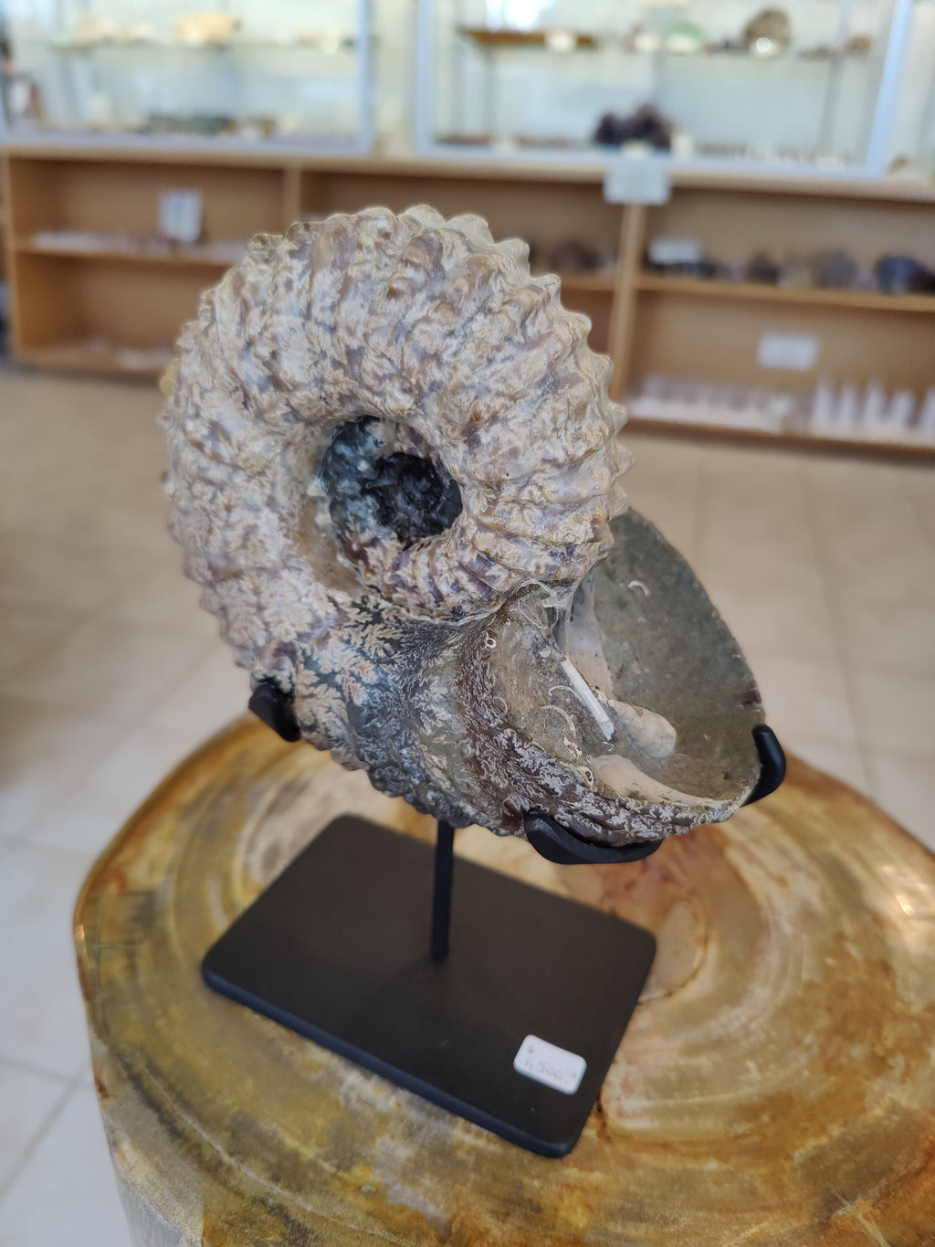 Ammonite Fossils with Display Stand, Early Cretaceous, Madagascar by Rare Earth Gallery