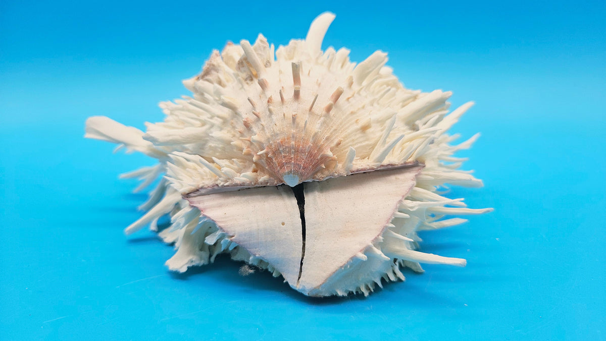 Large White Thorny Oyster Specimen (Spondylus species) - 7" x 7"