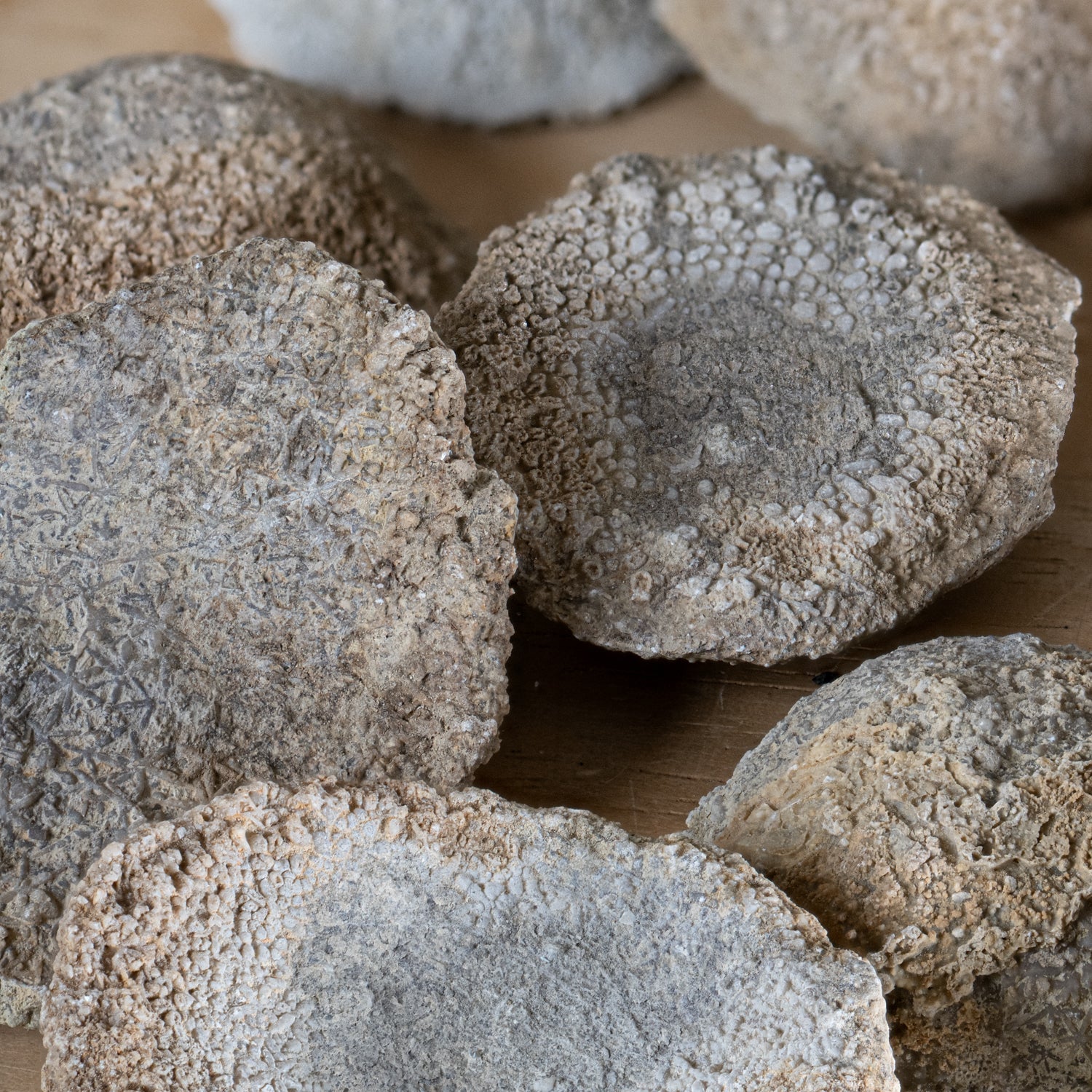Fossil Sponge - Astraeospongia meniscus - 419,000,000 Years Old