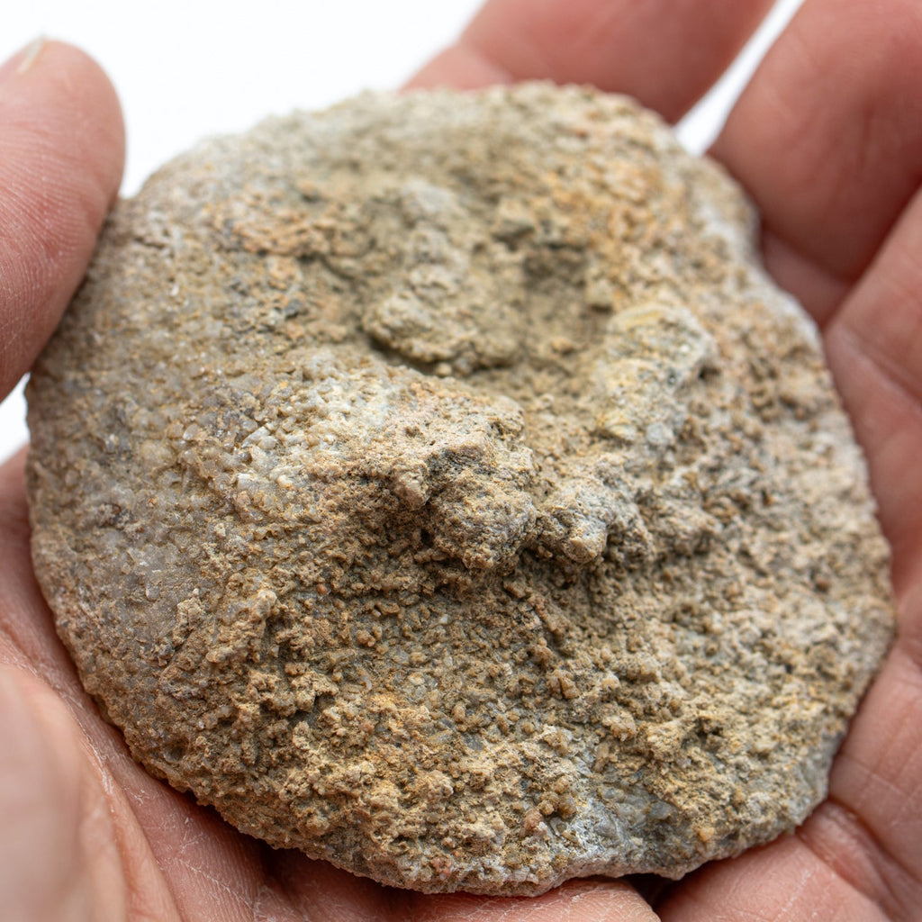 Fossil Sponge - Astraeospongia meniscus - 419,000,000 Years Old