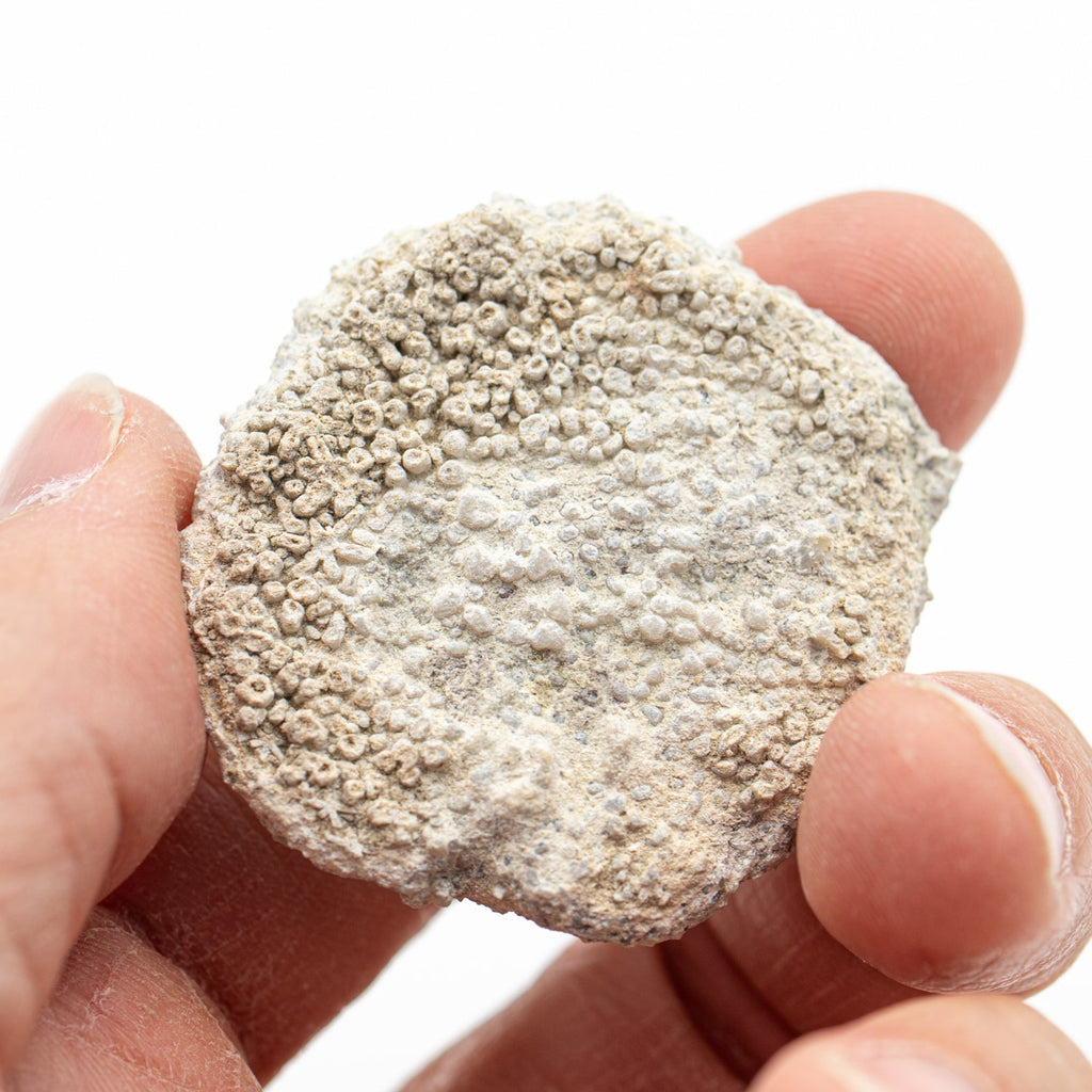 Fossil Sponge - Astraeospongia meniscus - 419,000,000 Years Old