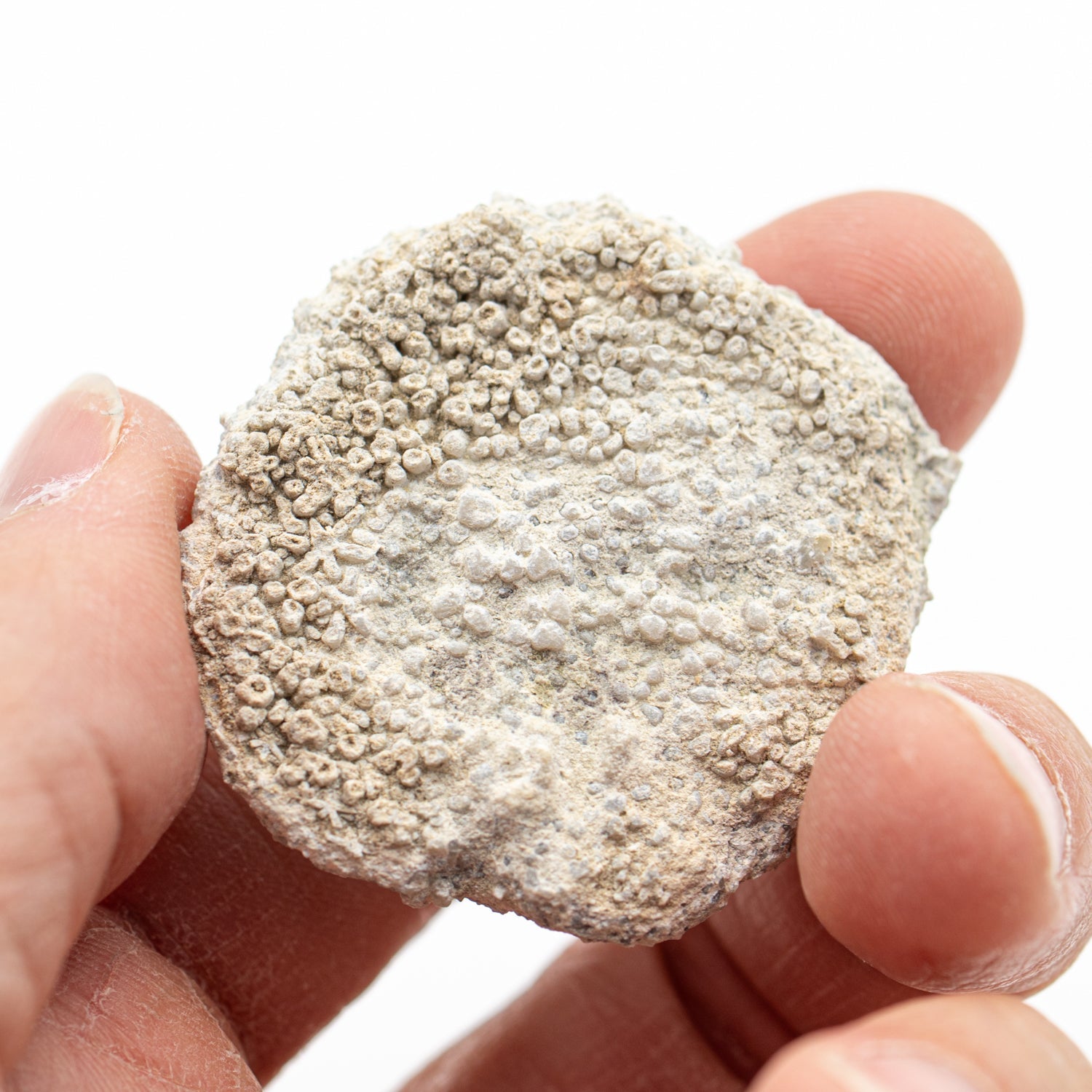 Fossil Sponge - Astraeospongia meniscus - 419,000,000 Years Old