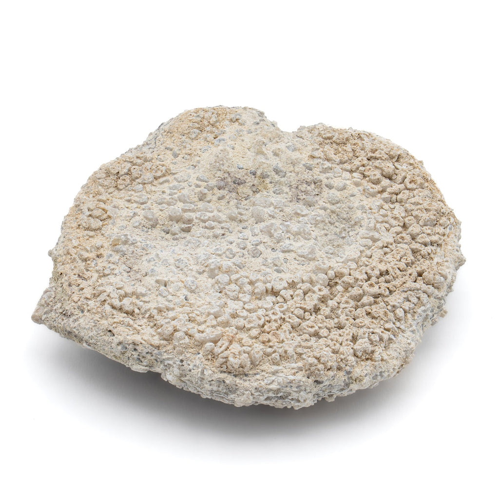 Fossil Sponge - Astraeospongia meniscus - 419,000,000 Years Old