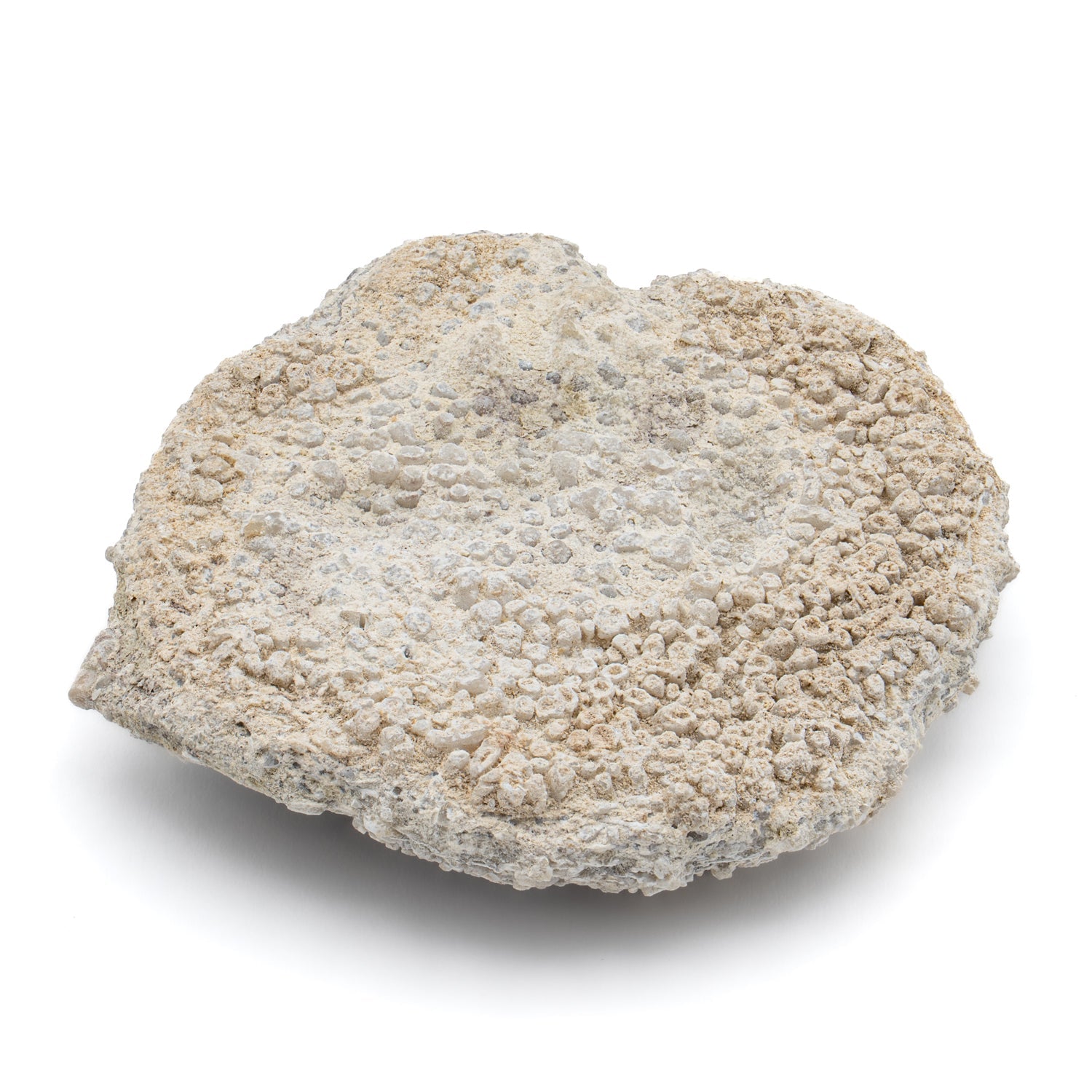 Fossil Sponge - Astraeospongia meniscus - 419,000,000 Years Old