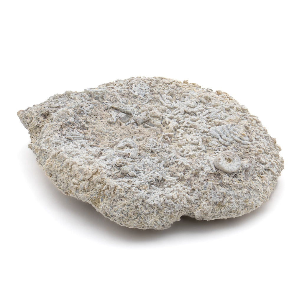 Fossil Sponge - Astraeospongia meniscus - 419,000,000 Years Old