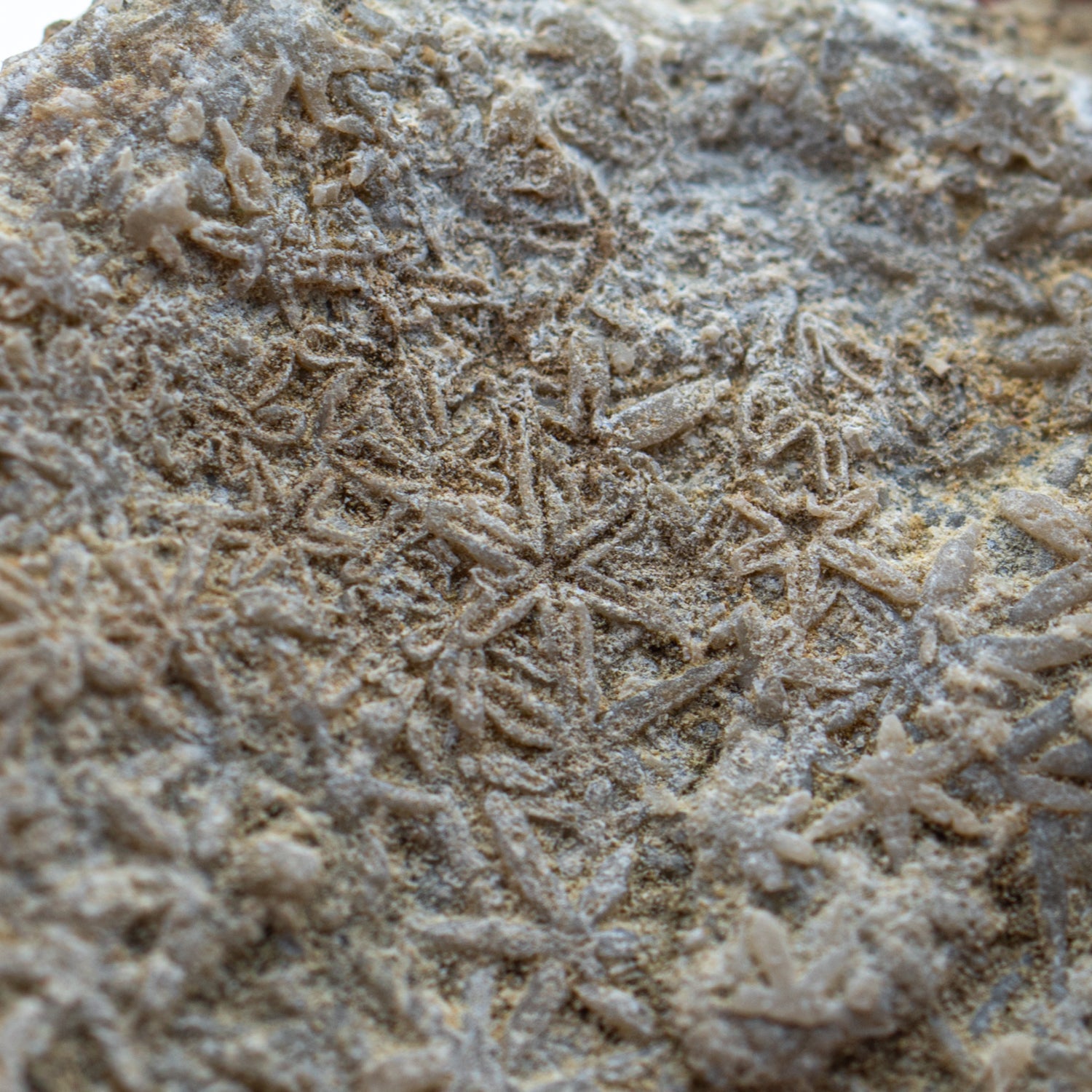 Fossil Sponge - Astraeospongia meniscus - 419,000,000 Years Old