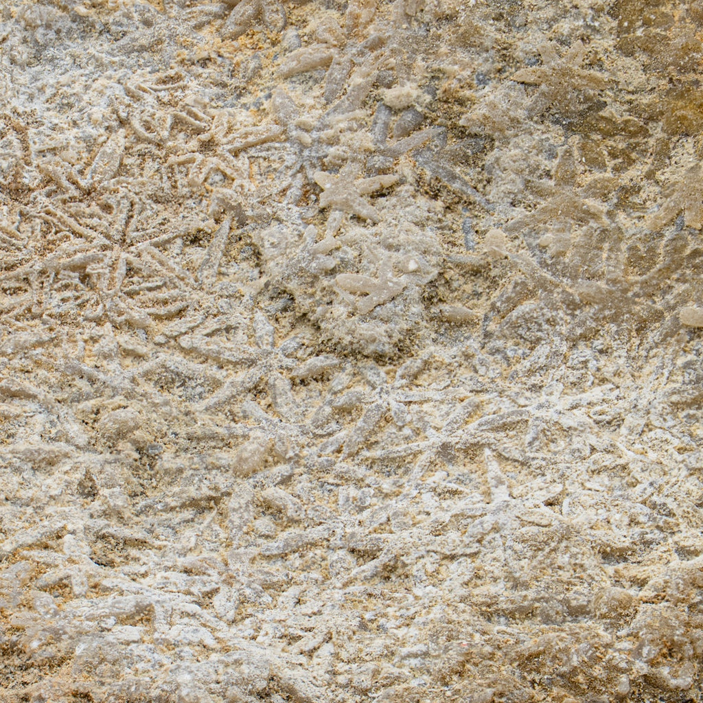 Fossil Sponge - Astraeospongia meniscus - 419,000,000 Years Old