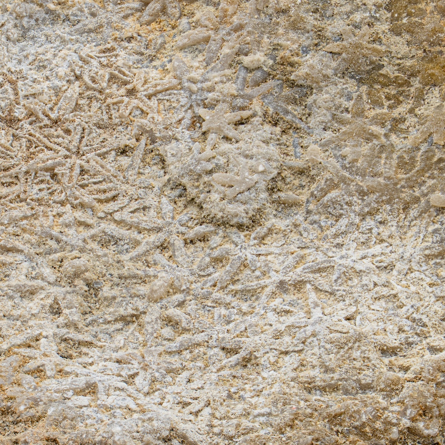 Fossil Sponge - Astraeospongia meniscus - 419,000,000 Years Old