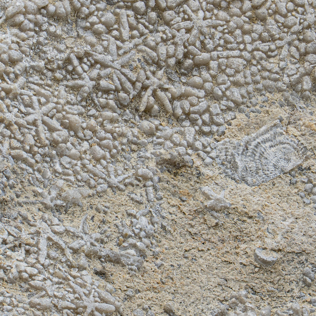 Fossil Sponge - Astraeospongia meniscus - 419,000,000 Years Old