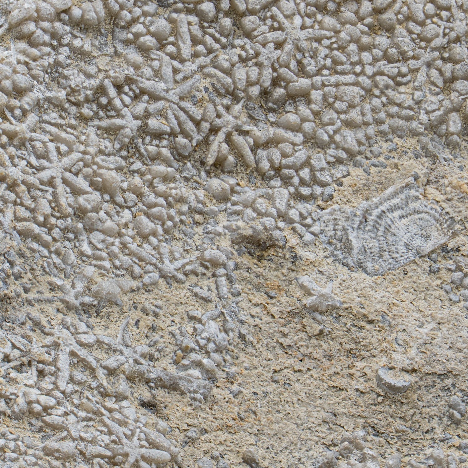 Fossil Sponge - Astraeospongia meniscus - 419,000,000 Years Old