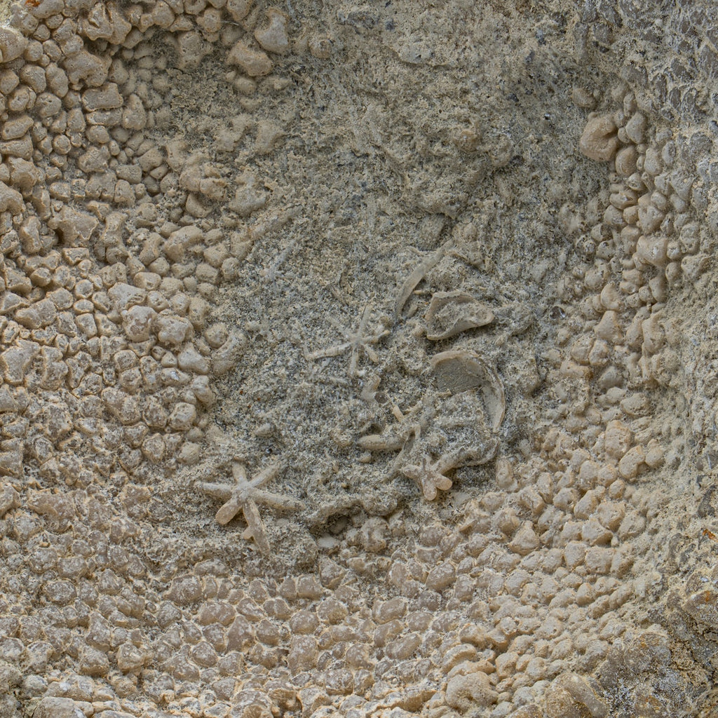 Fossil Sponge - Astraeospongia meniscus - 419,000,000 Years Old