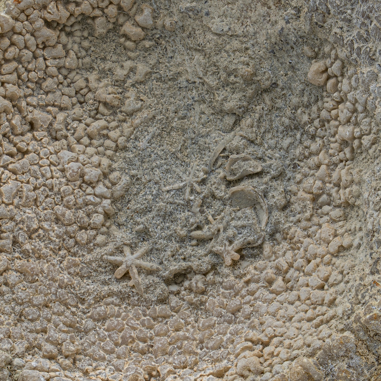 Fossil Sponge - Astraeospongia meniscus - 419,000,000 Years Old