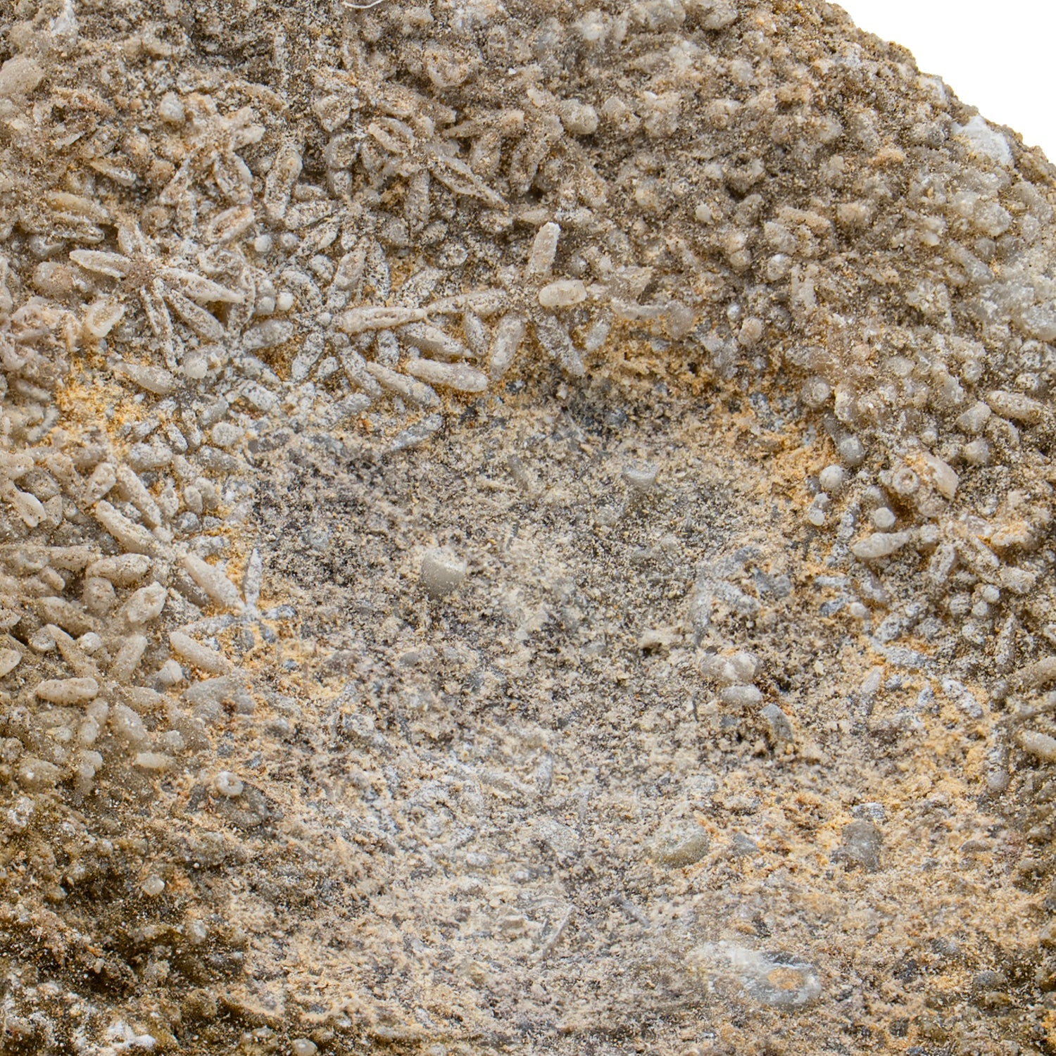 Fossil Sponge - Astraeospongia meniscus - 419,000,000 Years Old