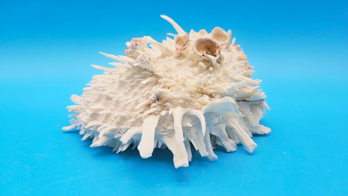 Large White Thorny Oyster Specimen (Spondylus species) - 7" x 7"