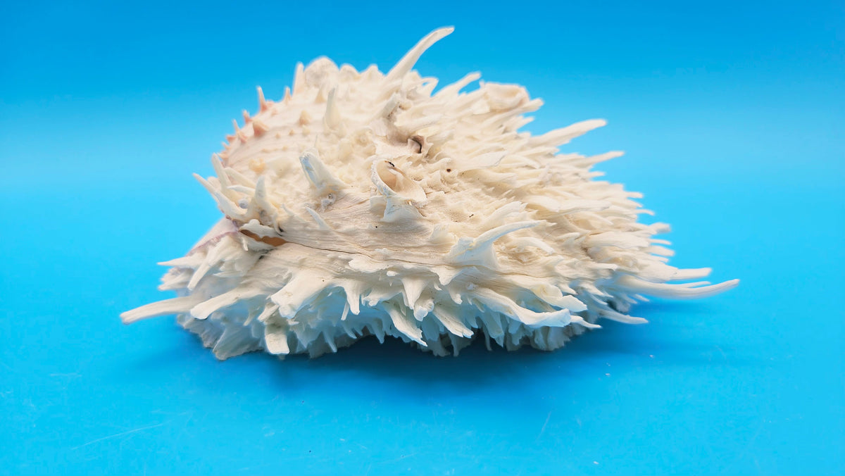 Large White Thorny Oyster Specimen (Spondylus species) - 7" x 7"