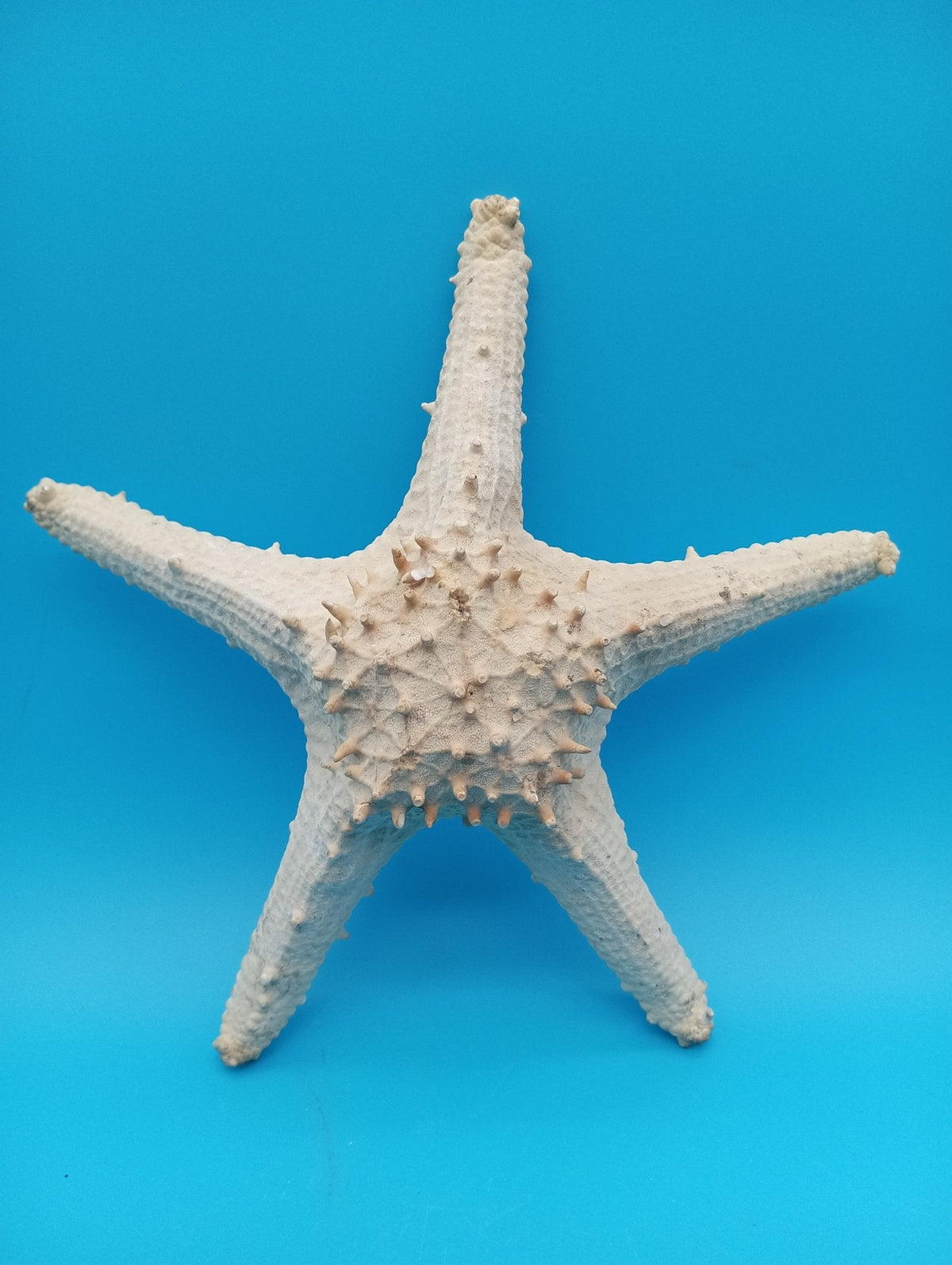 Vintage Thorny Tan Starfish Specimen 11" - Natural Marine Coastal Decor