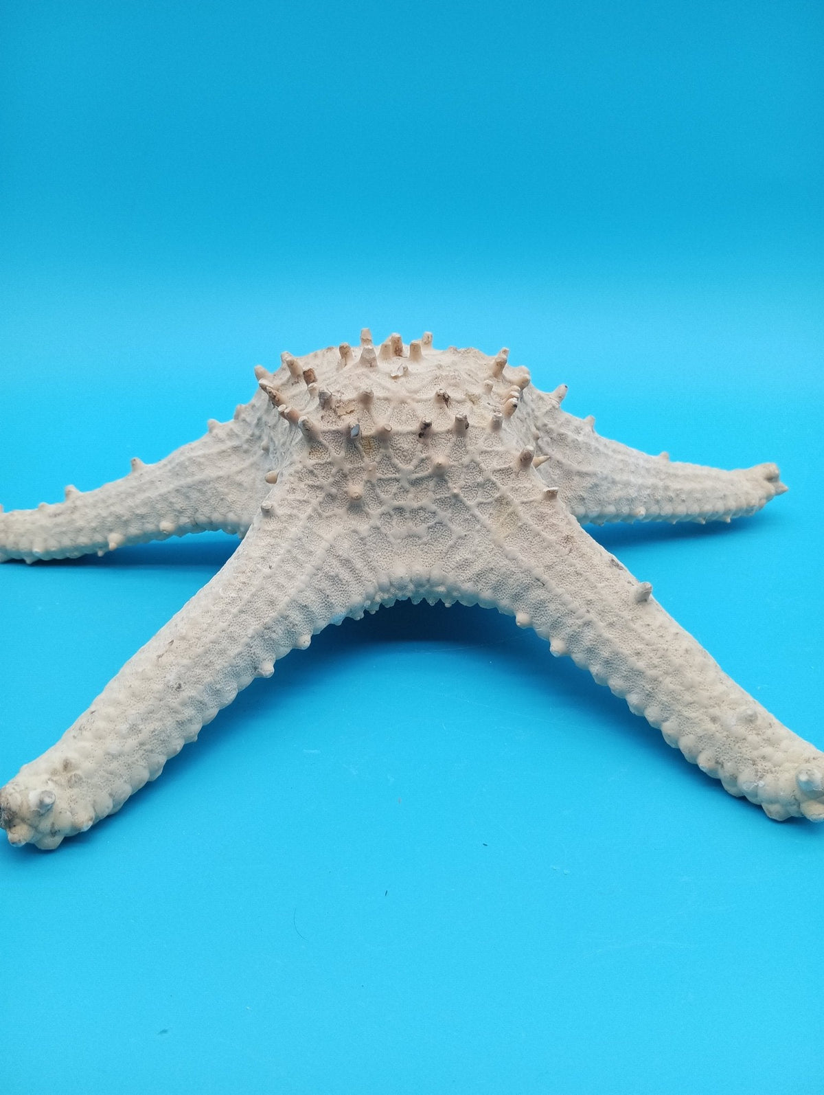 Vintage Thorny Tan Starfish Specimen 11" - Natural Marine Coastal Decor