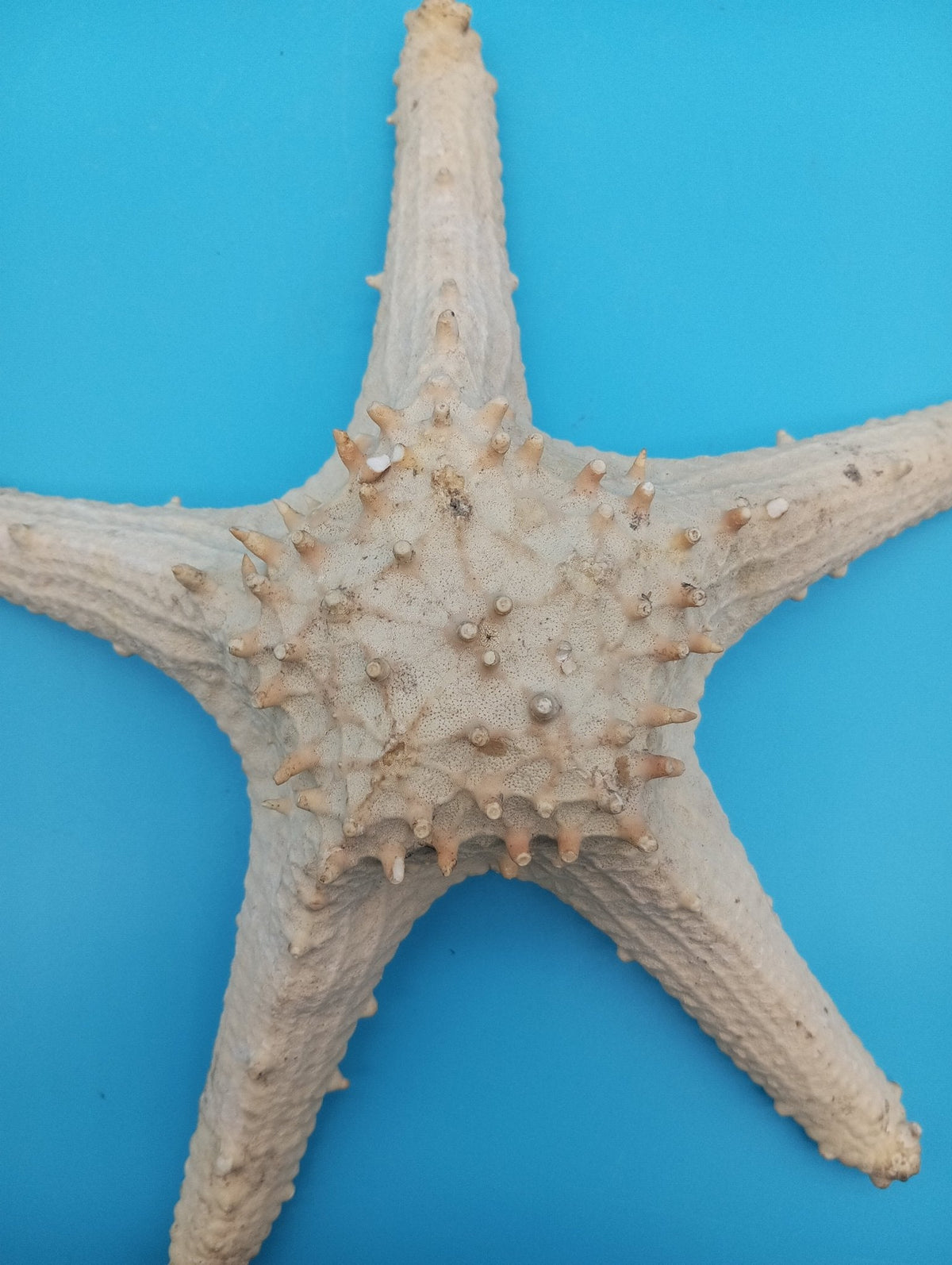 Vintage Thorny Tan Starfish Specimen 11" - Natural Marine Coastal Decor