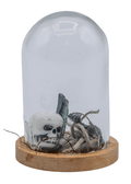 Vivianite Terrarium in Glass Dome by Enchanted Soul