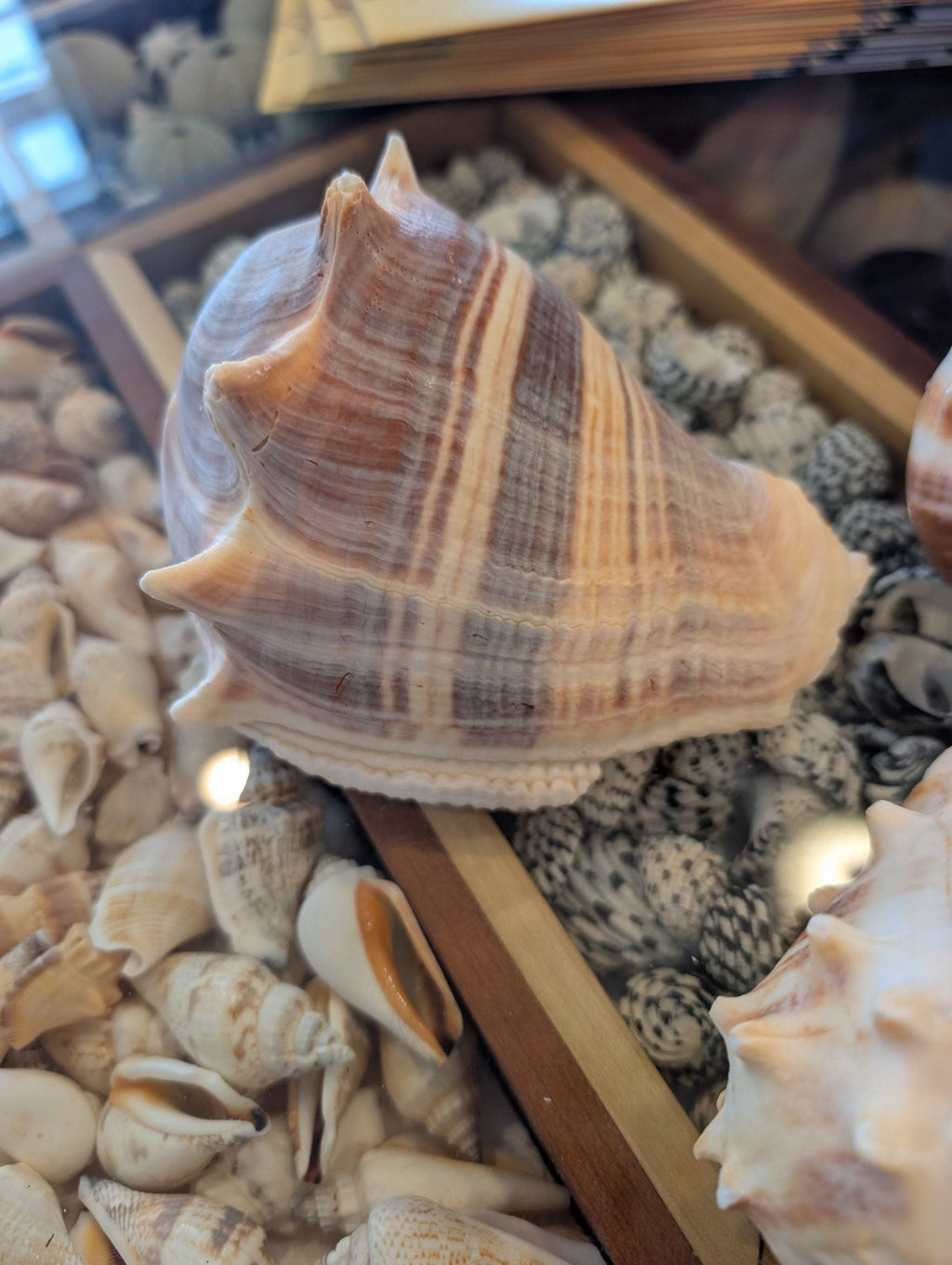 West Indies Crown Conch Shell (Melongena melongena)