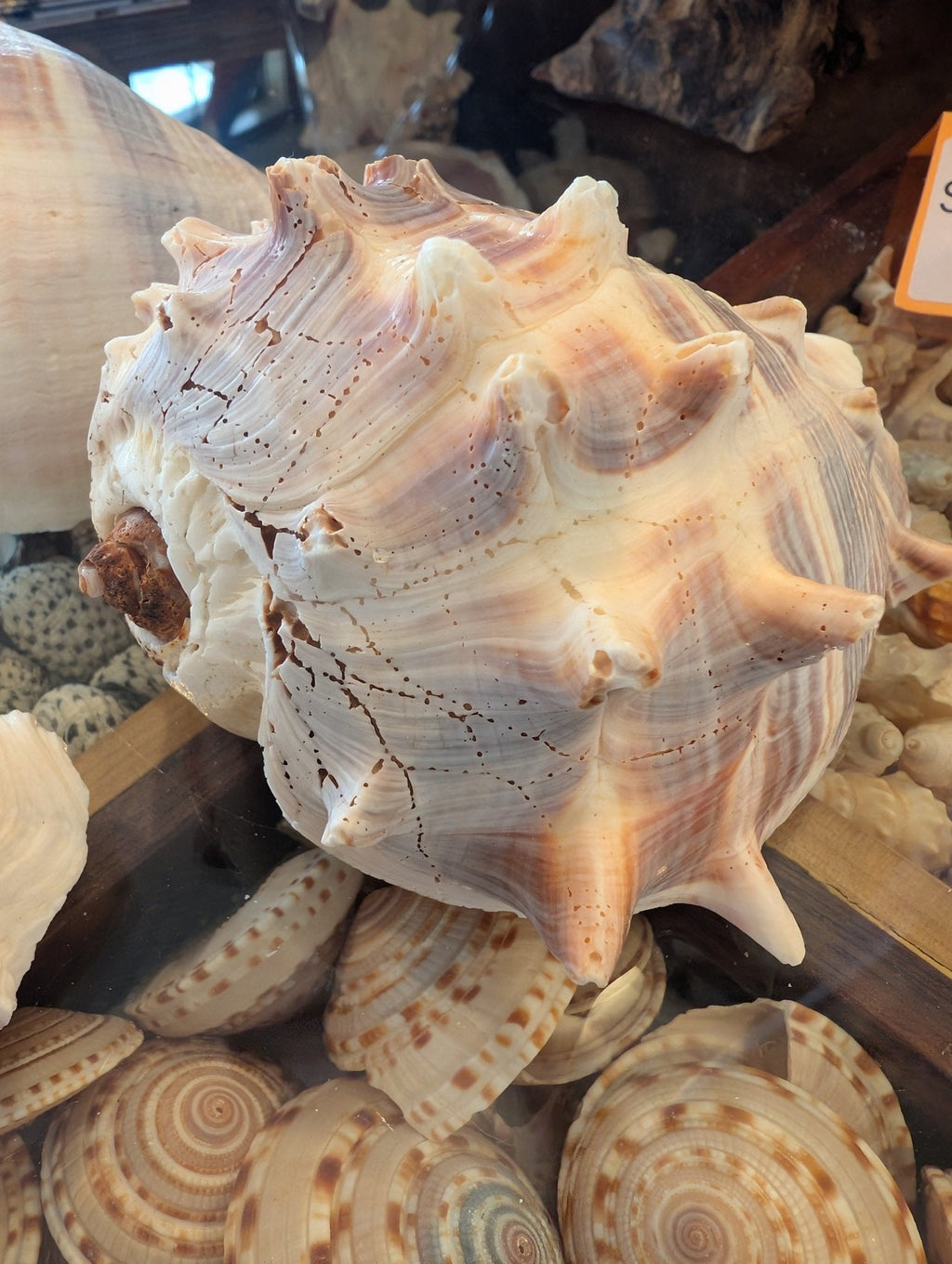 West Indies Crown Conch Shell (Melongena melongena)