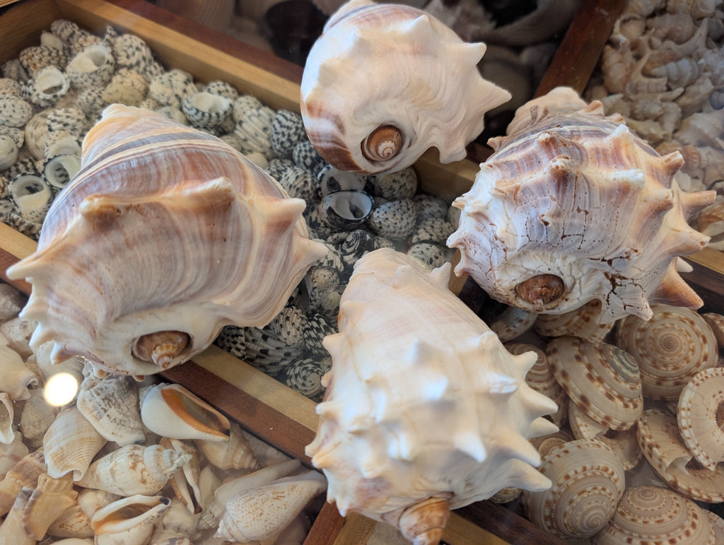 West Indies Crown Conch Shell (Melongena melongena)