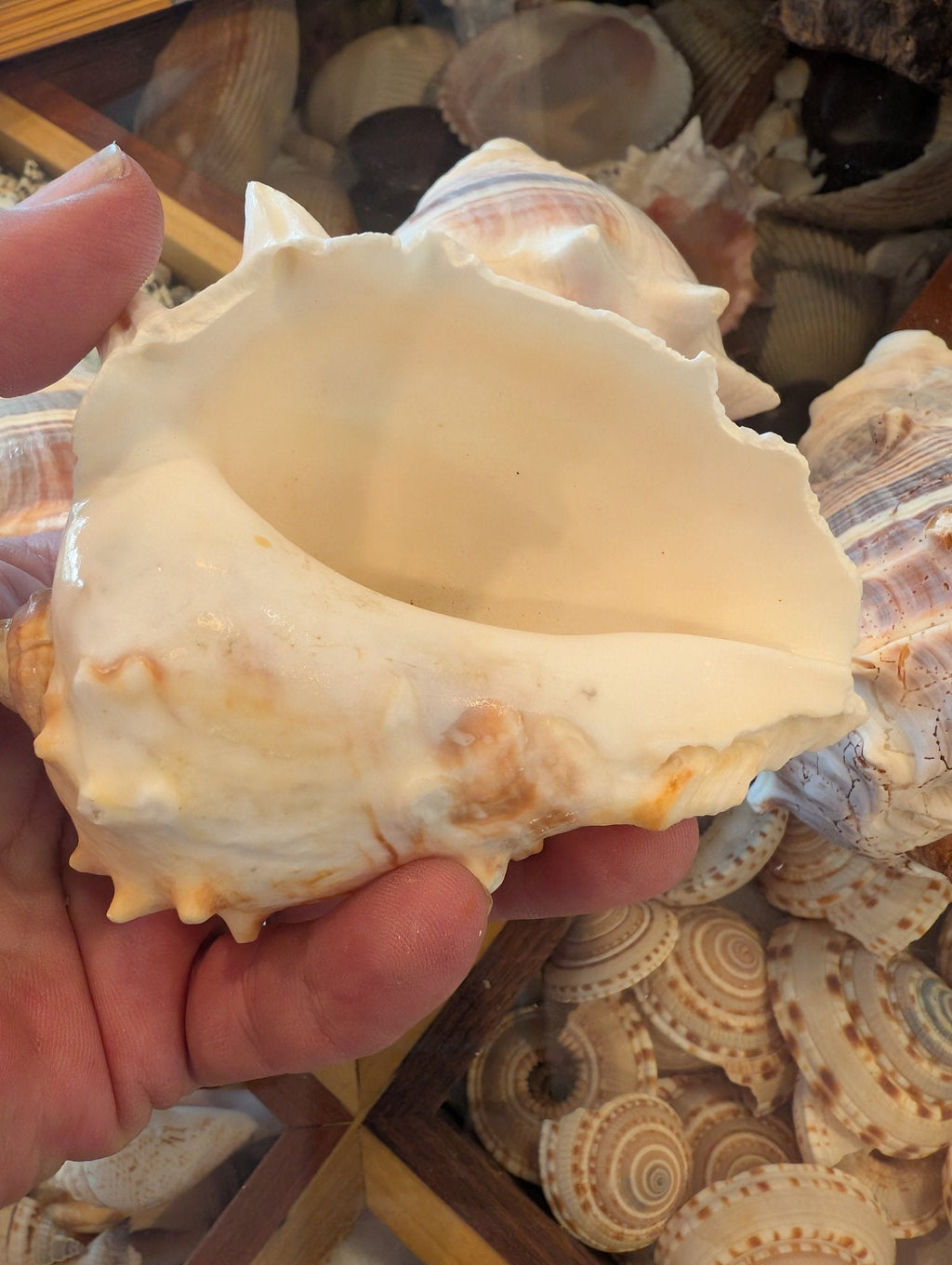 West Indies Crown Conch Shell (Melongena melongena)