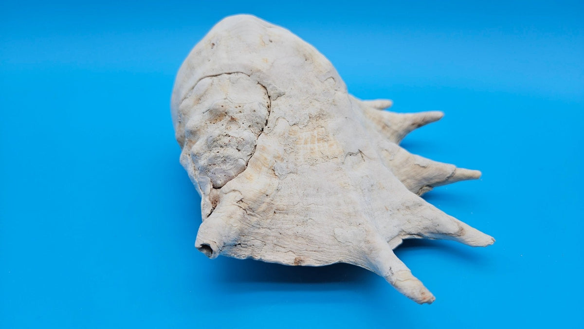 White Lambis Truncata Shell (Lambis truncata) – 10"