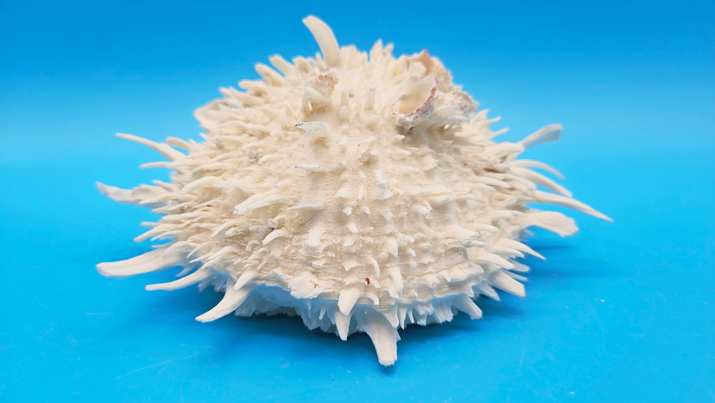 Large White Thorny Oyster Specimen (Spondylus species) - 7" x 7"